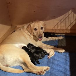 Labrador Retriever puppies from Bringan Labrador Retrievers