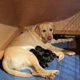 Labrador Retriever puppies from Bringan Labrador Retrievers