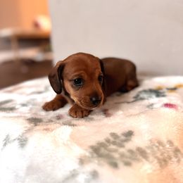 Dachshund Puppies from Florida Dippin’ Dachshunds & Aussiedoodles