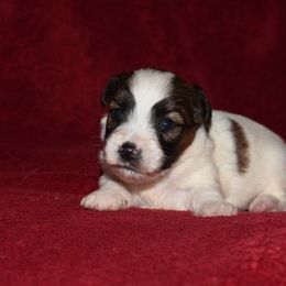Nutmeg Boy 5 - White and tan male Russell Terrier puppy in Middletown, Virginia from DBF Russell Terriers