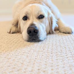 Zorro - Golden Retriever