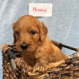 Moana - Apricot female Goldendoodle puppy in Rochester, Massachusetts from Petal Perfect Puppies