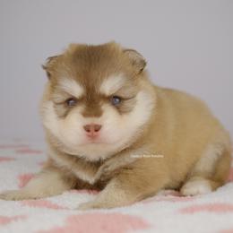 Khalen - Red and white male Pomsky puppy in Loxahatchee, Florida from Cardinal Point Pomskies