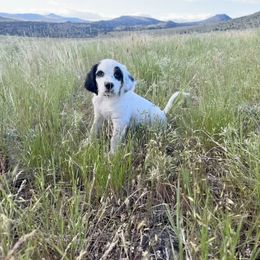 English Setter Puppies from Steens Mountain Setters
