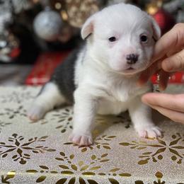 Girl 3 - Black and tan female Pembroke Welsh Corgi puppy in Rosharon, Texas from Morning Glory Corgis