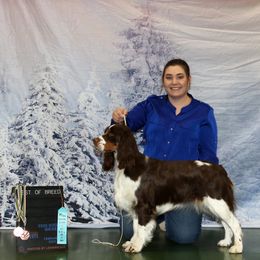 Australian Shepherds, Black and Tan Coonhounds, English Springer Spaniels, and Poodles from Aspenleiter’s Ranch Hands