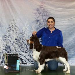 Australian Shepherds, Black and Tan Coonhounds, English Springer Spaniels, and Poodles from Aspenleiter’s Ranch Hands