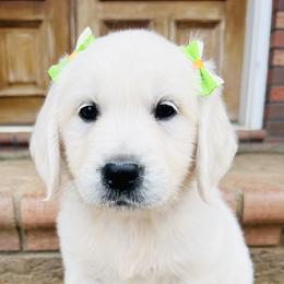 Golden Retriever Puppies from Golden Bunns Retrievers