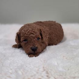 Foxy (AKC) - Red  female Poodle puppy in Rainbow City, Alabama from Spinks Poodles
