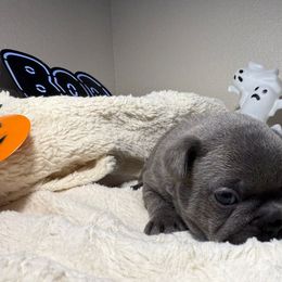 French Bulldog Puppies from LCBMM