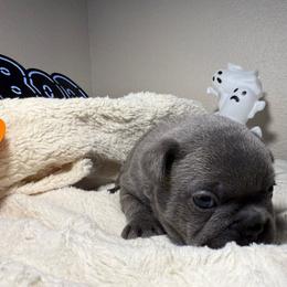 French Bulldog Puppies from LCBMM