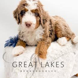 Buck - Chocolate merle male Bernedoodle puppy in Baroda, Michigan from Great Lakes Bernedoodles