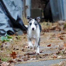 Furina - Blue merle female Border Collie puppy in Paola, Kansas from New Dawn Border Collies