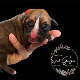 Neon collar - Fawn female Boxer puppy in Cochran, Georgia from Sweet Georgia Boston’s