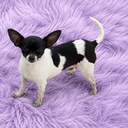 Ellie - Black and white female Chihuahua puppy in Scottdale, Pennsylvania from Itty Bitty Boston & Chi Co, Veteran Owned