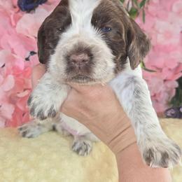 Girl 2 Mango - Liver white and tan female English Springer Spaniel puppy in Saginaw, Michigan from Kemerer Springers