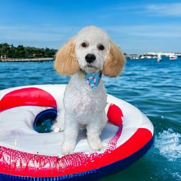Goldendoodle Puppies from 4F Farms