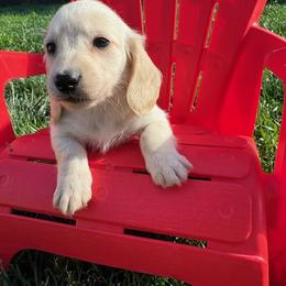 Winnie - Cream male Dachshund puppy in Vancouver, Washington from Cascade Minis