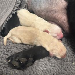 Yellow female 1 - Yellow female Labrador Retriever puppy in Menifee, California from The Golden Leash Kennels