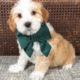 Raphael - Apricot male Australian Labradoodle puppy in Decatur, Alabama from Southern Meadows Doodles