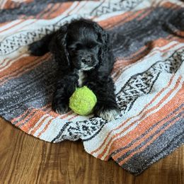 Cocker Spaniel Puppies from Camelot