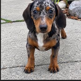 Elsa - Dachshund