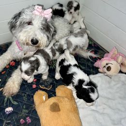 Snowball - Bernedoodle