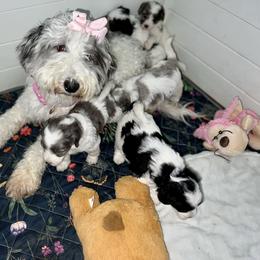 Snowball - Bernedoodle