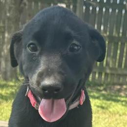 Labrador Retrievers from Diamond M Retrievers