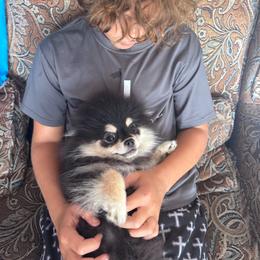 Samantha - Black and tan female Pomeranian puppy in Fayetteville, North Carolina from Tar-heel Poms