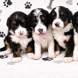 Bernedoodles and Goldendoodles from Falcon Ridge Doodles