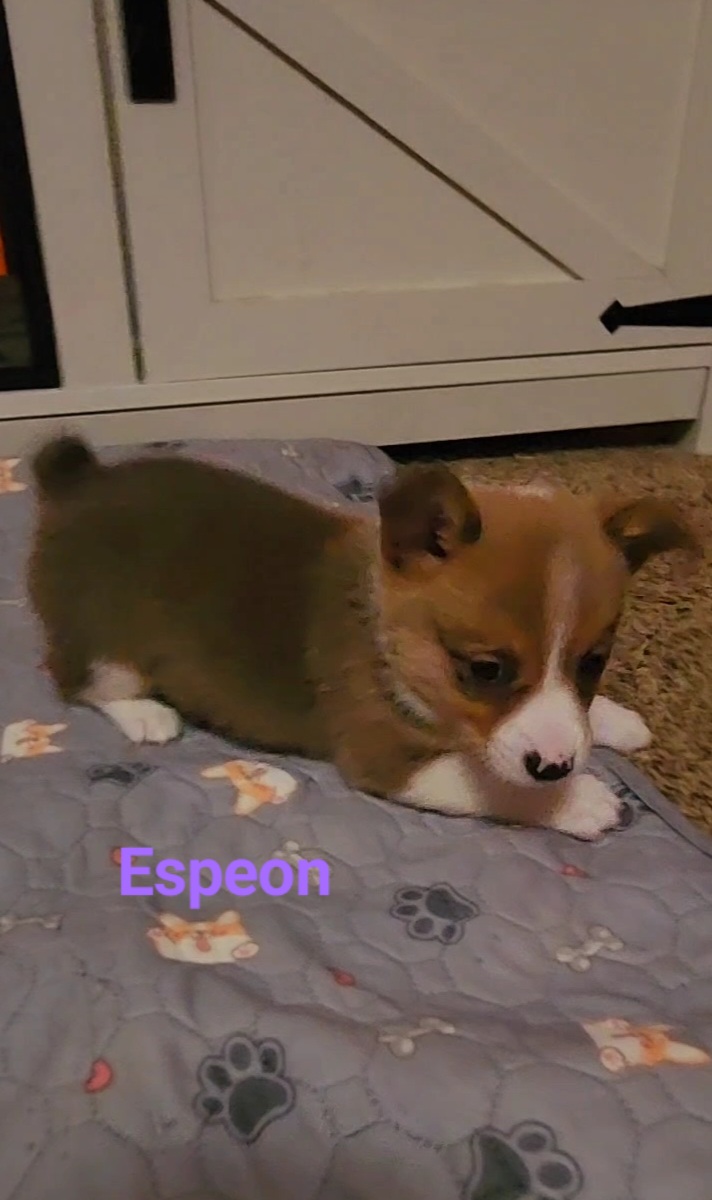 Espeon - Red female Pembroke Welsh Corgi puppy in Kingman, Kansas from Tiny Titans K9