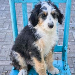 Jett - Black tri-color male Aussiedoodle puppy in Lancaster, Minnesota from Wilson Cattle Co.