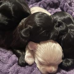 Red collar - male Russian Tsvetnaya Bolonka puppy in Spokane, Washington from Amethyst Kennel