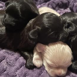 Red collar - male Russian Tsvetnaya Bolonka puppy in Spokane, Washington from Amethyst Kennel