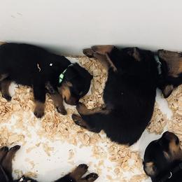 Rottweiler Puppies from Vom Arnold-Hause Rottweilers