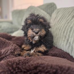 GUARDIAN HOME READ DESCRIPTION - Ozzy - Phantom male Goldendoodle puppy in California City, California from Summer Sun Doodles