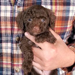 Poodle Puppies from Cedar House Heritage Poodles | AKC Toy & Miniature Poodle Puppies Raised in Home