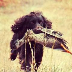 Boykin Spaniel All Grown Up from DrWatson Boykin Spaniels