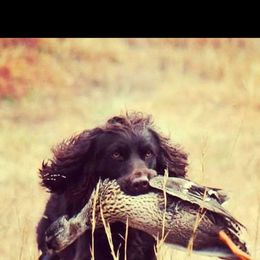Boykin Spaniel All Grown Up from DrWatson Boykin Spaniels