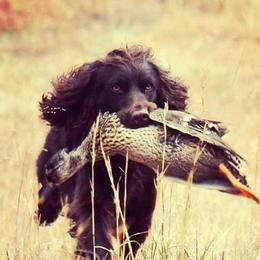 Boykin Spaniel All Grown Up from DrWatson Boykin Spaniels