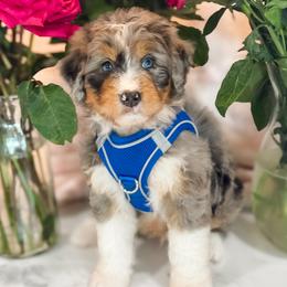 Bernedoodle puppies from Furry Tail Doodles