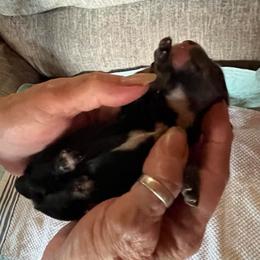 Girl 2 - Black and tan female Dachshund puppy in Harriet, Arkansas from B&K Dachshunds