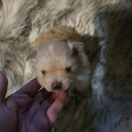 Puppy 2 - Cream male Pomeranian puppy in Lebanon, Indiana from Duran's Huskies and Pomeranians