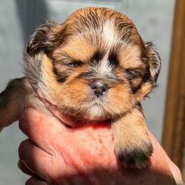 Rocco - Brindle and white male Shih Tzu puppy in Victorville, California from Precioustzus