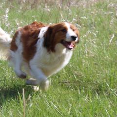 Mace - Nederlandse Kooikerhondje