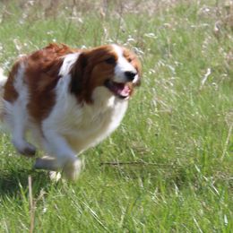 Mace - Nederlandse Kooikerhondje