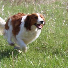 Mace - Nederlandse Kooikerhondje