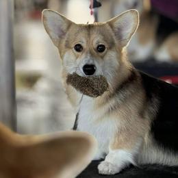 Jacoby - Pembroke Welsh Corgi