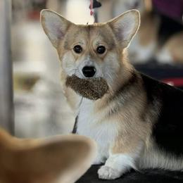 Jacoby - Pembroke Welsh Corgi